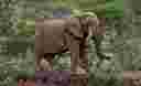 Desert Elephant Tracking  at Grootberg Lodge 