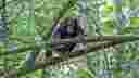 Chimp Trekking at Turaco Treetops
