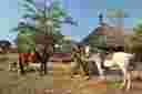 Horseback Safari at Kwafubesi Tented Safari Camp