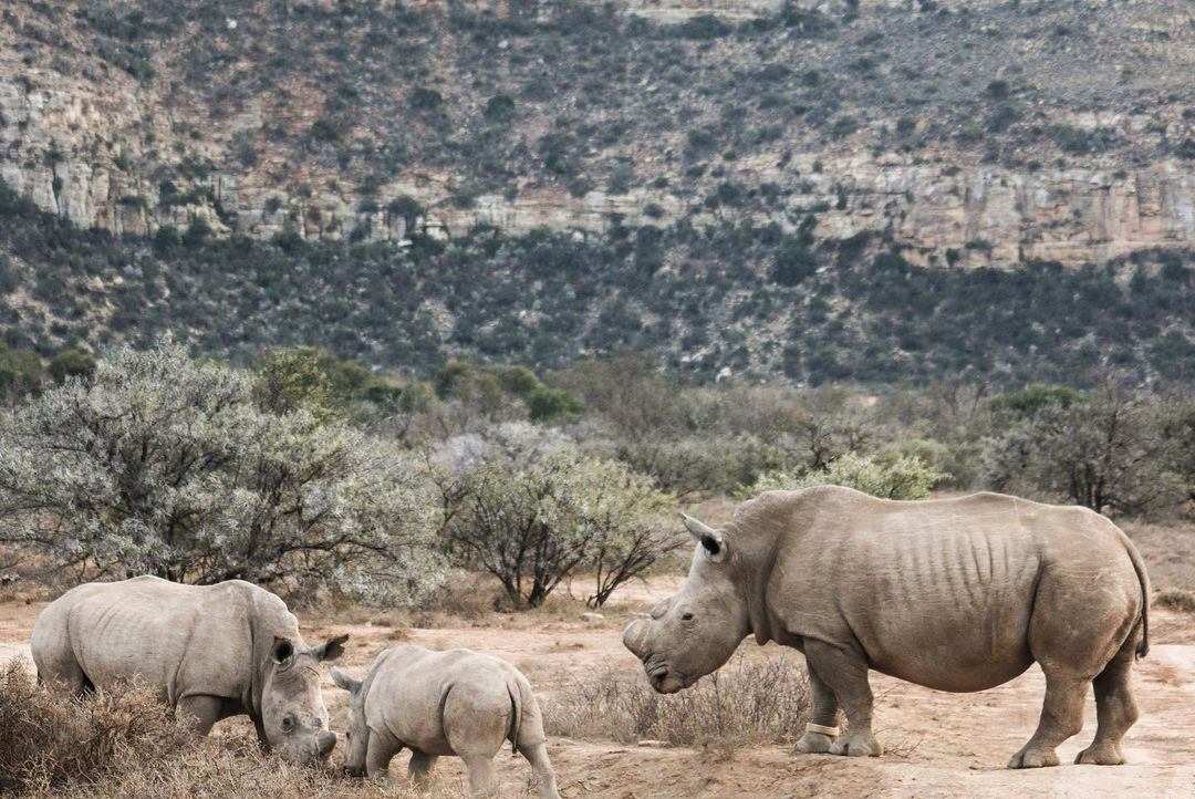 Mount Camdeboo Lodge Rhinos