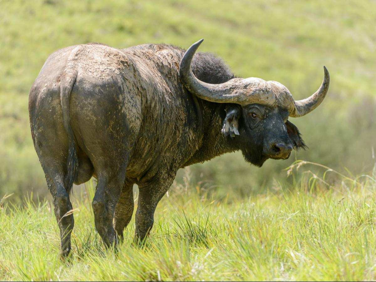 ZuluWaters Game Reserve Buffalo