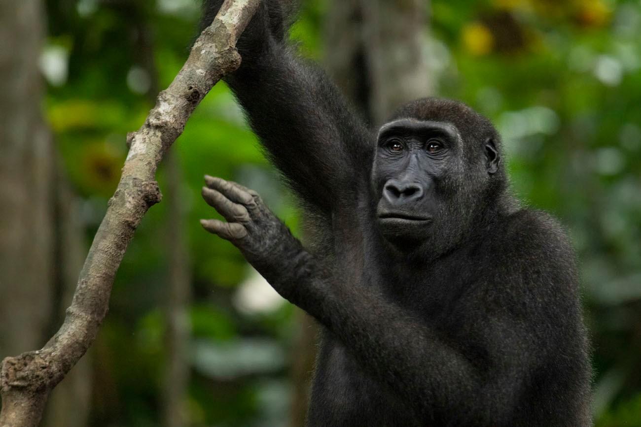 The Republic of the Congo, also known as Congo-Brazzaville, …