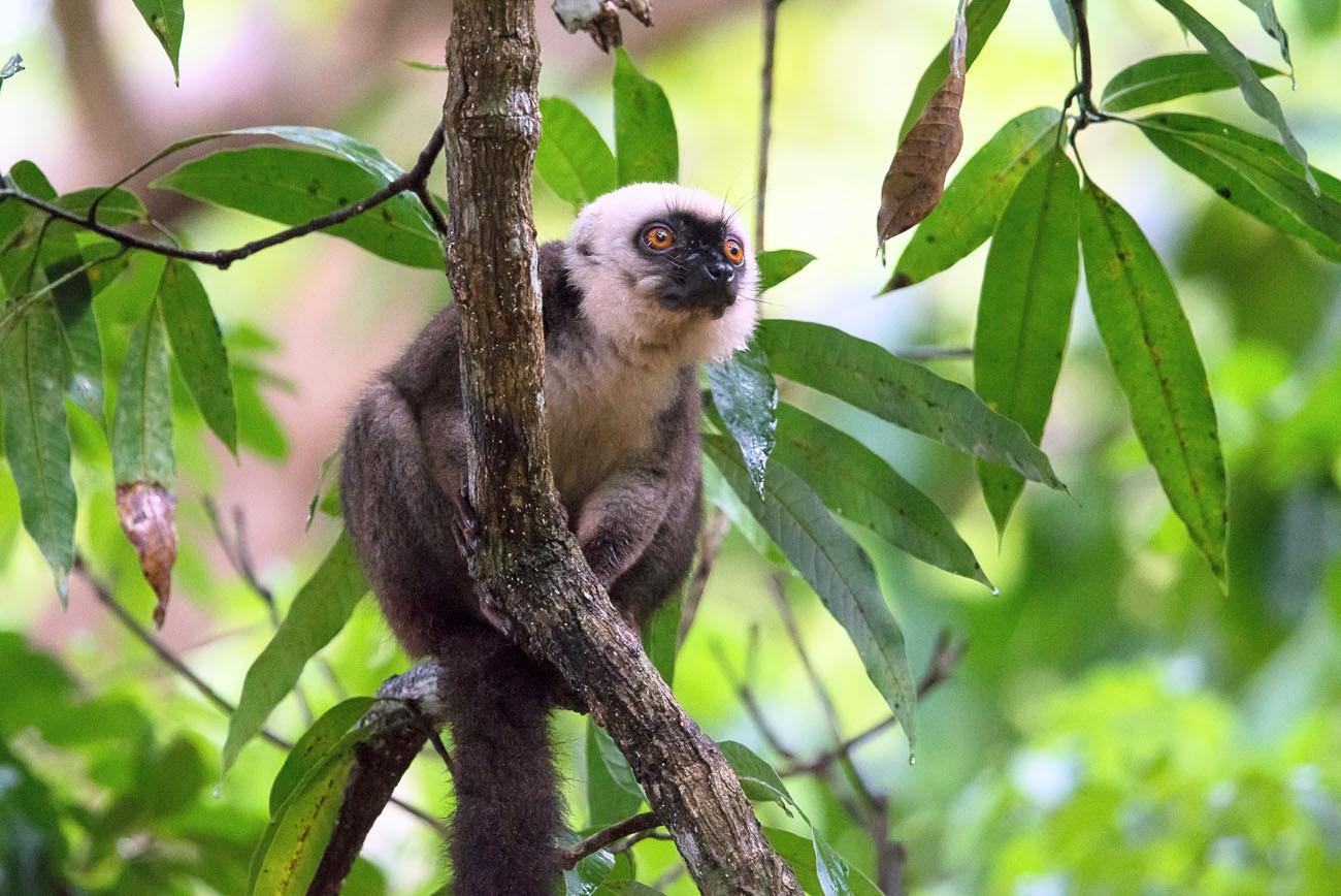 Madagascar is an island situated in the Indian Ocean, lying …