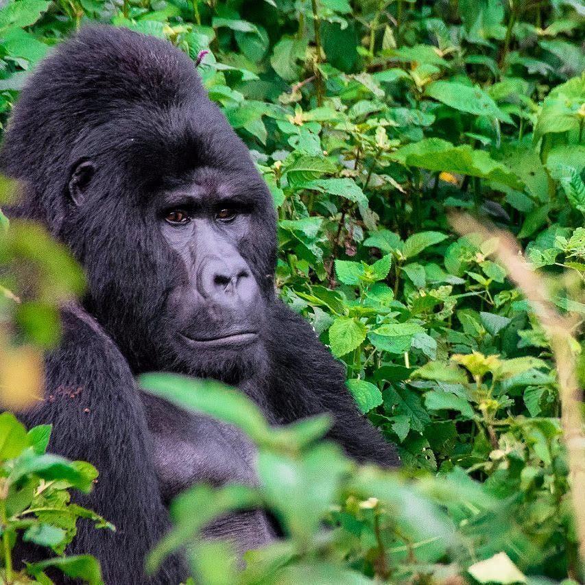 Nestled between the Congo Rainforest and the Kenyan plains, …