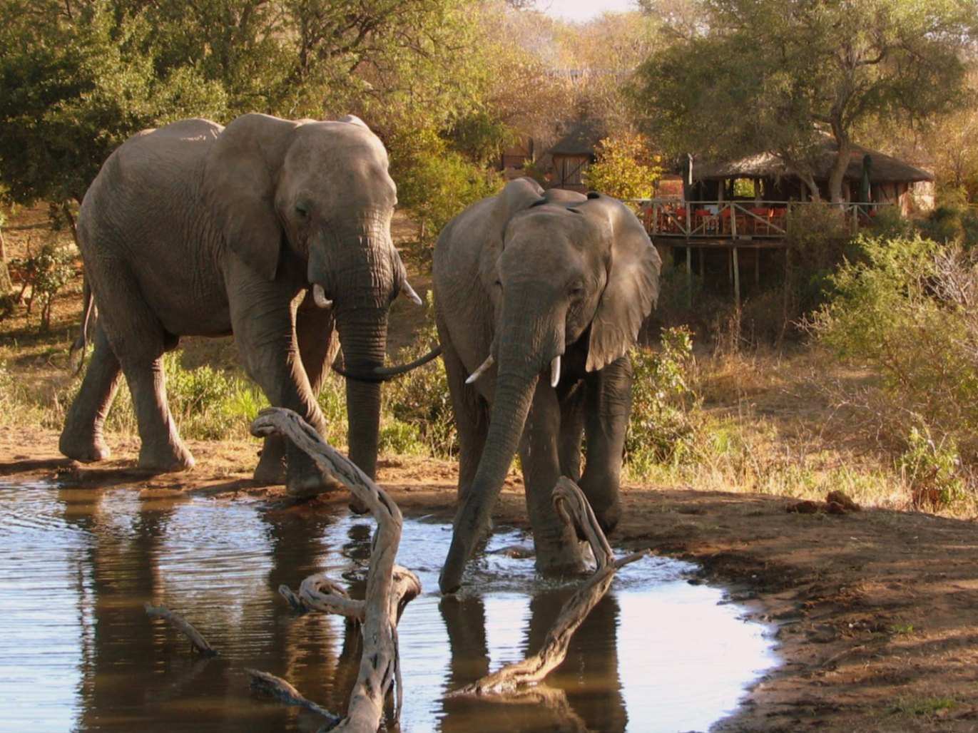 Umlani Bush Camp Elephants