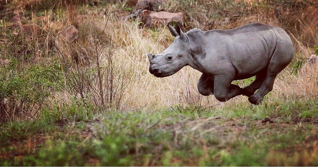 Clifftop Exclusive Safari Hideaway Rhino