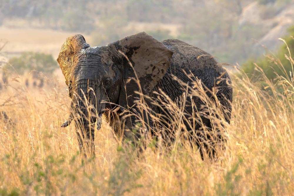 Babanango Valley Lodge Elephant