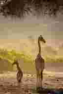 Giraffe Research  at Hoanib Valley Camp 