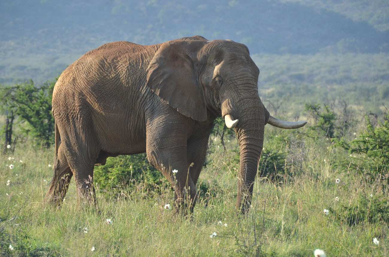 Motswiri Private Safari Lodge Elephant