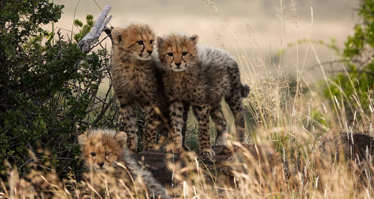 Samara Karoo Lodge Cheetah Cubs