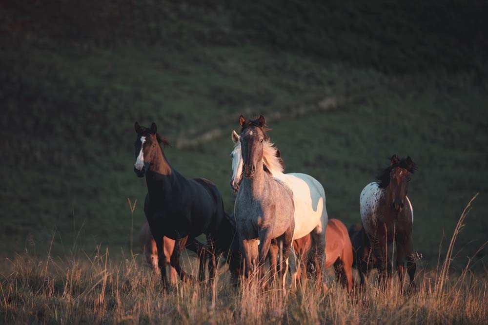 Montusi Mountain Lodge Horses