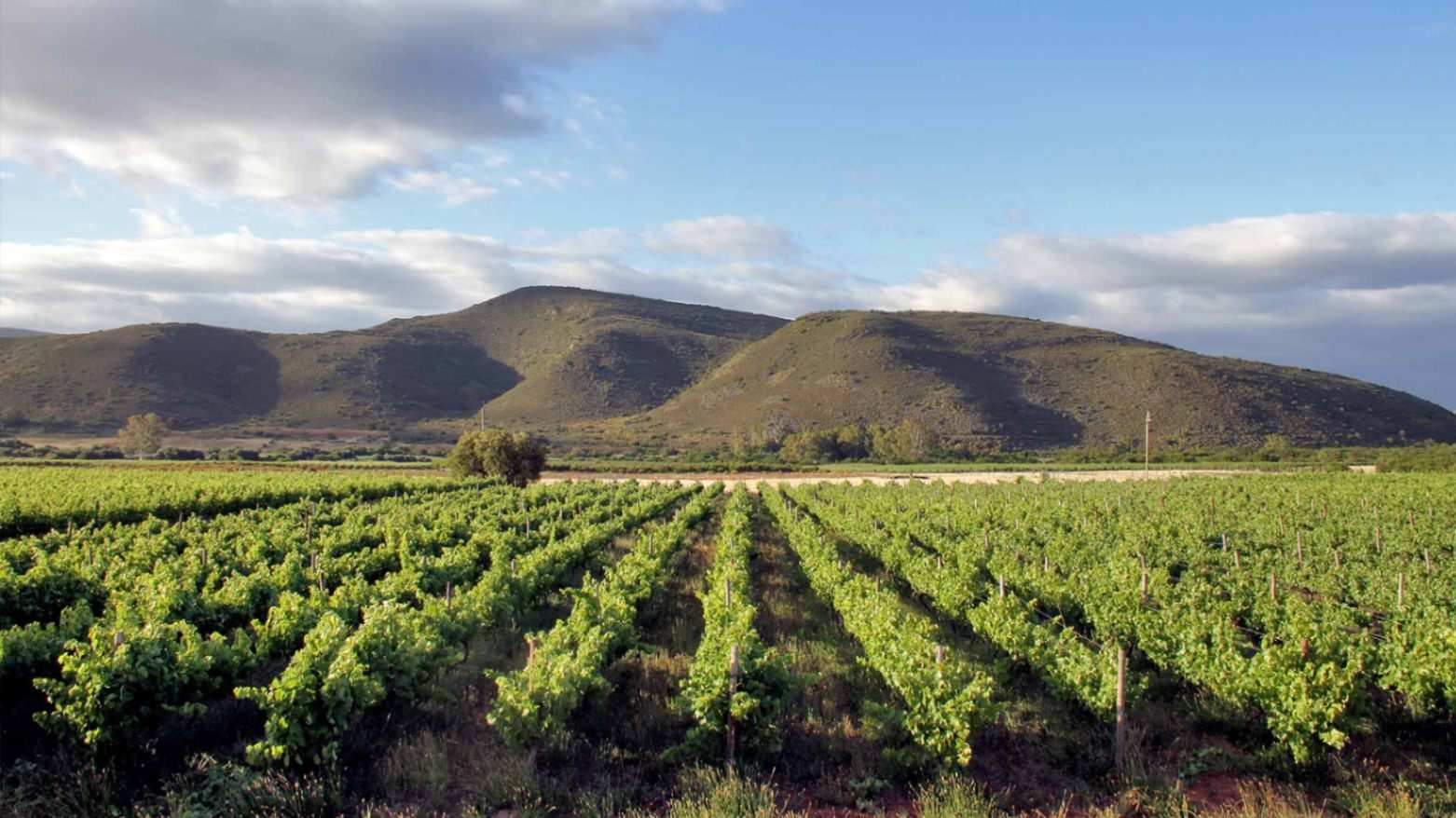 Tanagra Wine and Guestfarm Vineyards