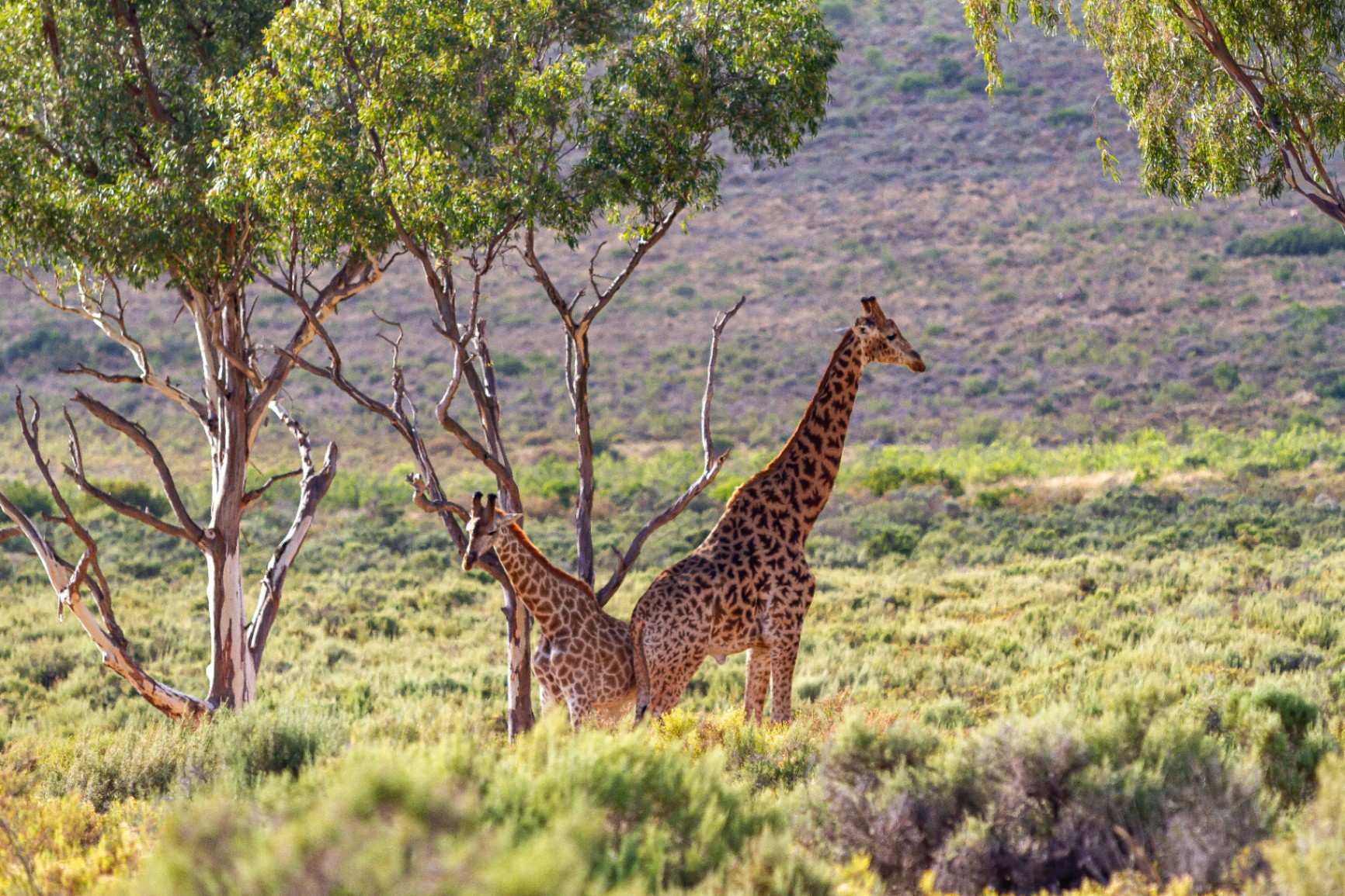 Melozhori Private Game Reserve Giraffes