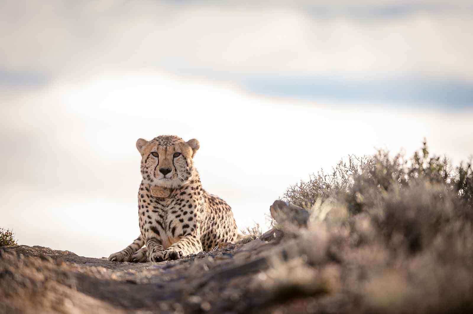 Roam Explorer Camp Cheetah