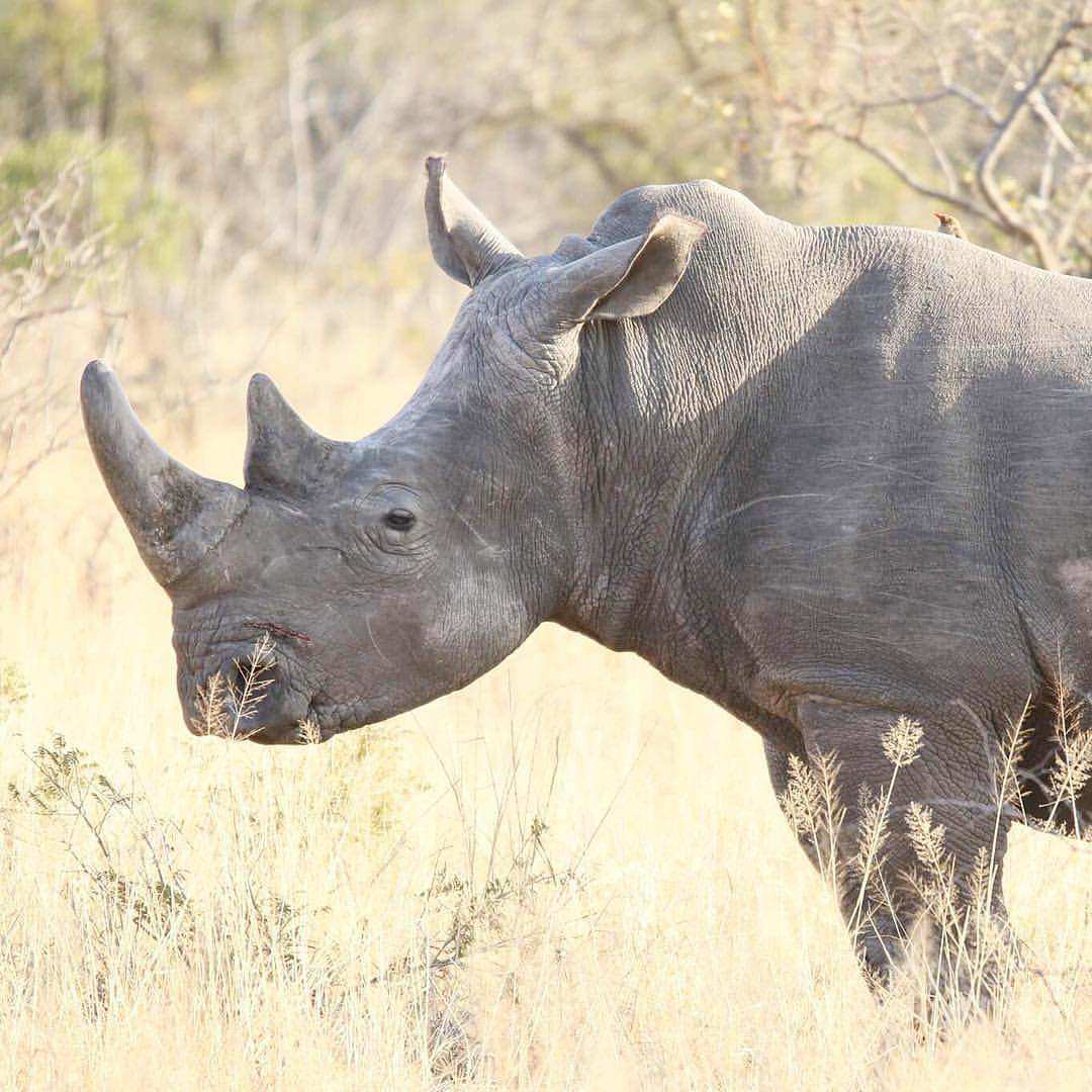 Rukiya Safari Camp Rhino